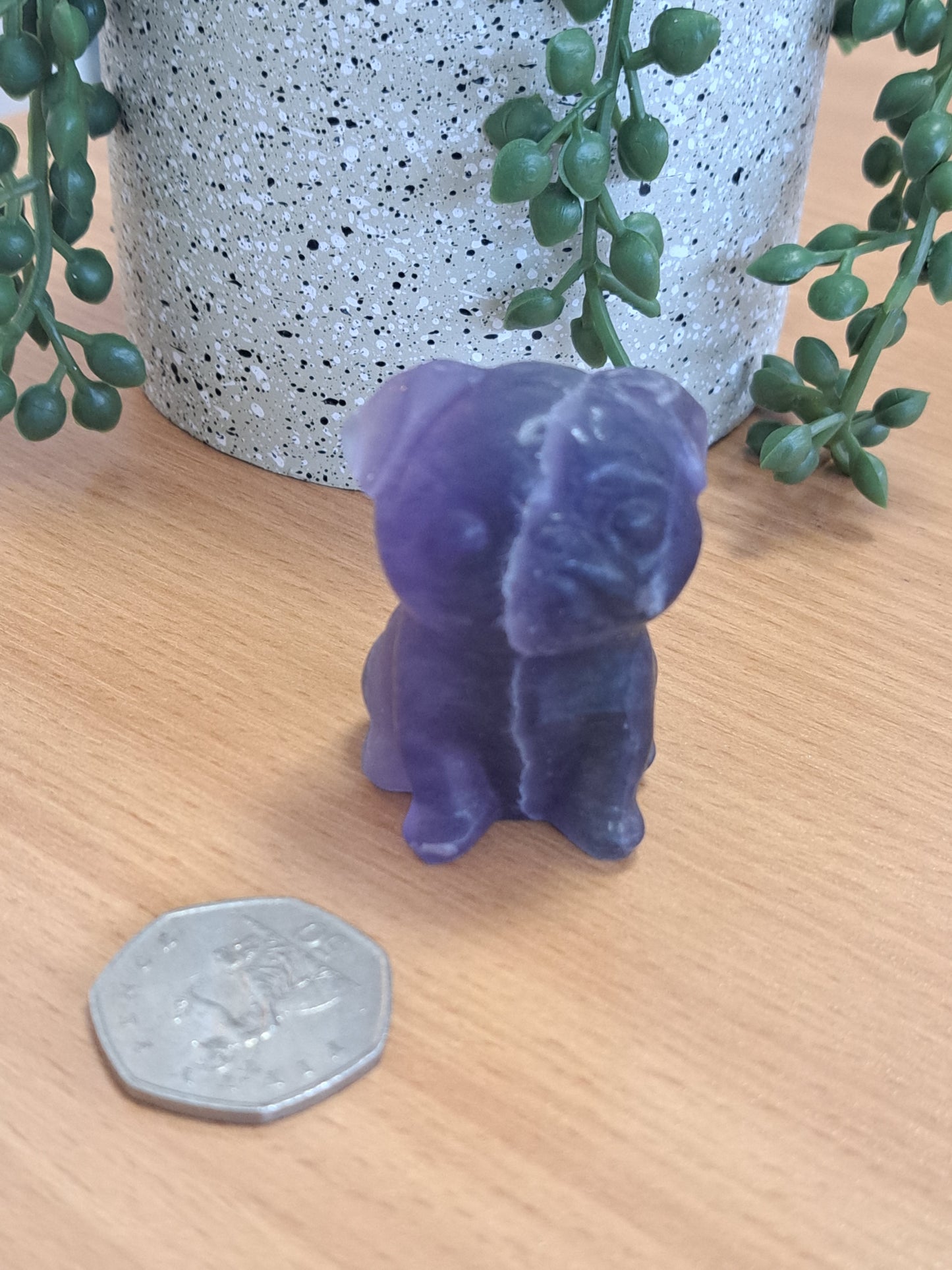 Purple flurite pug