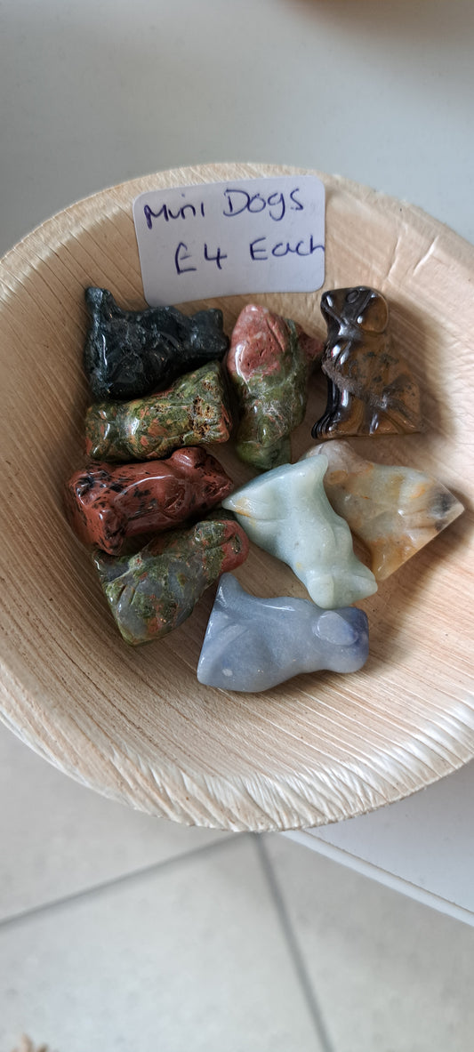 mini labrador random pick