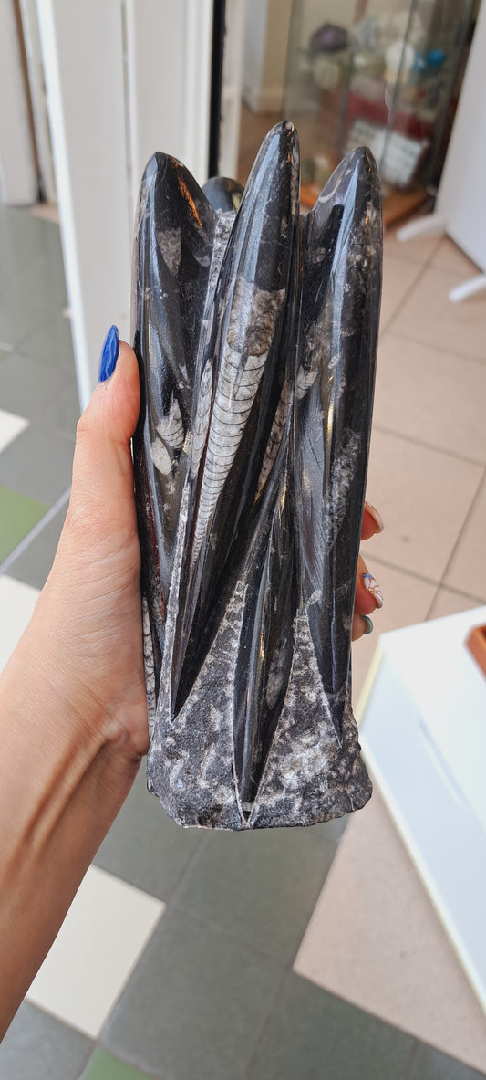 Large orthoceras fossil