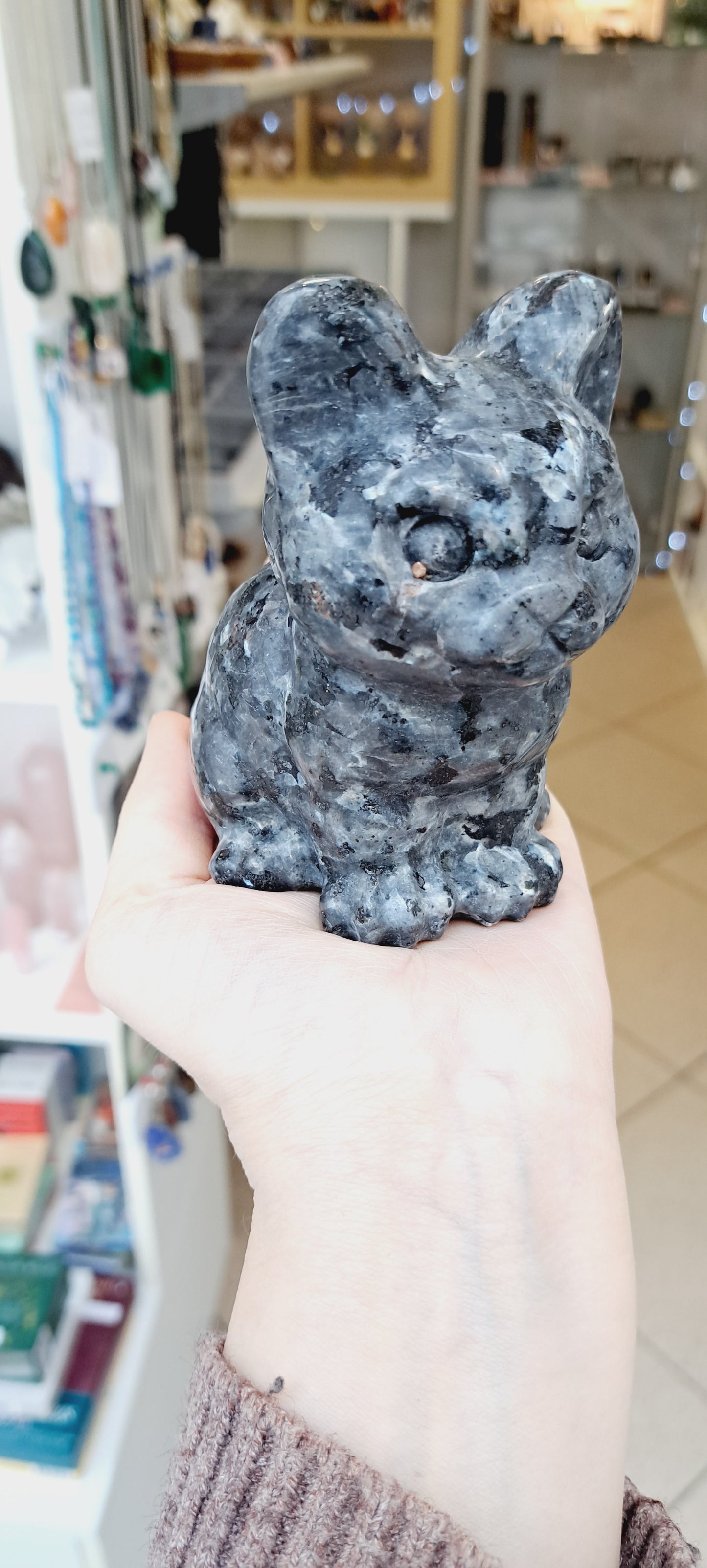 Large lavikite cat