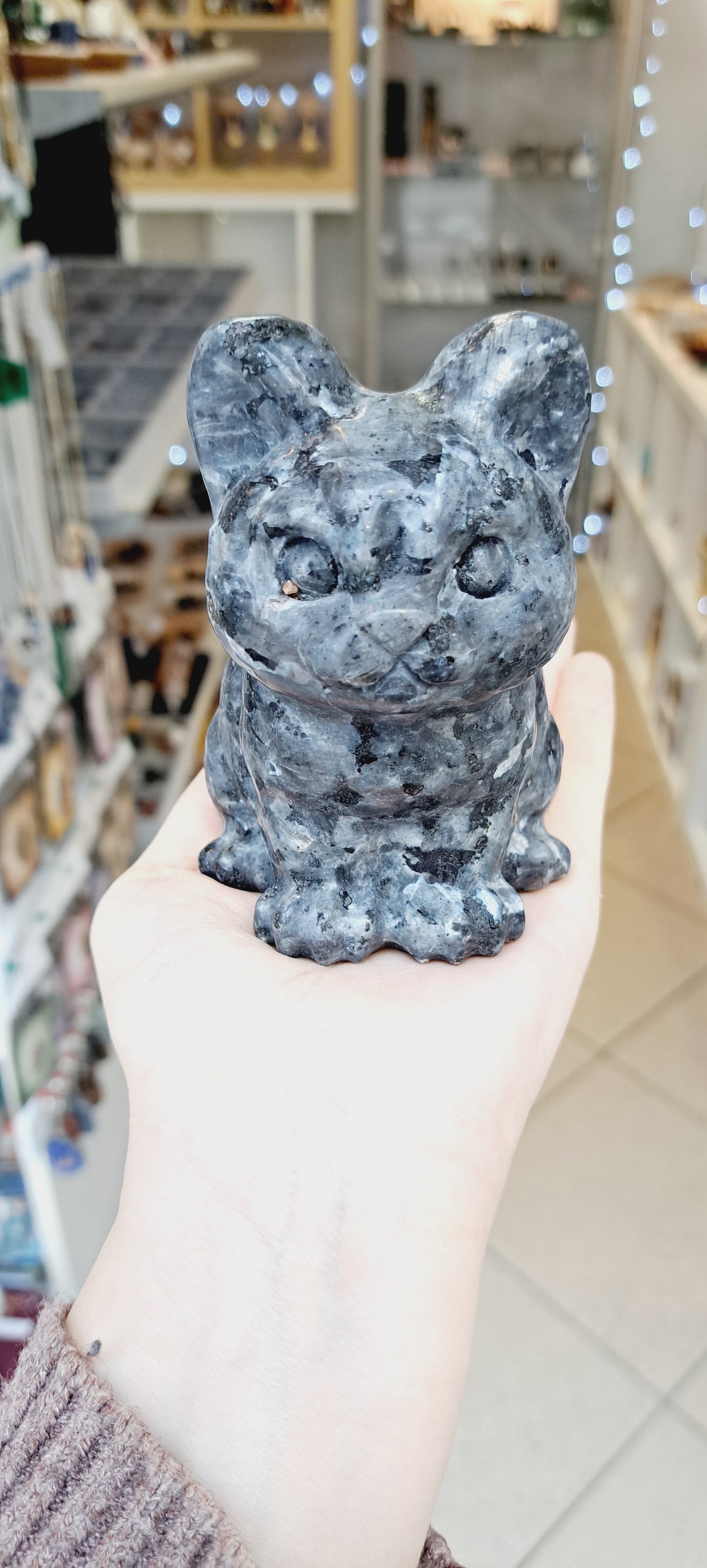 Large lavikite cat