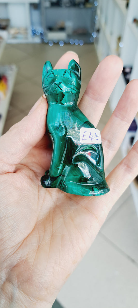 Malachite cat