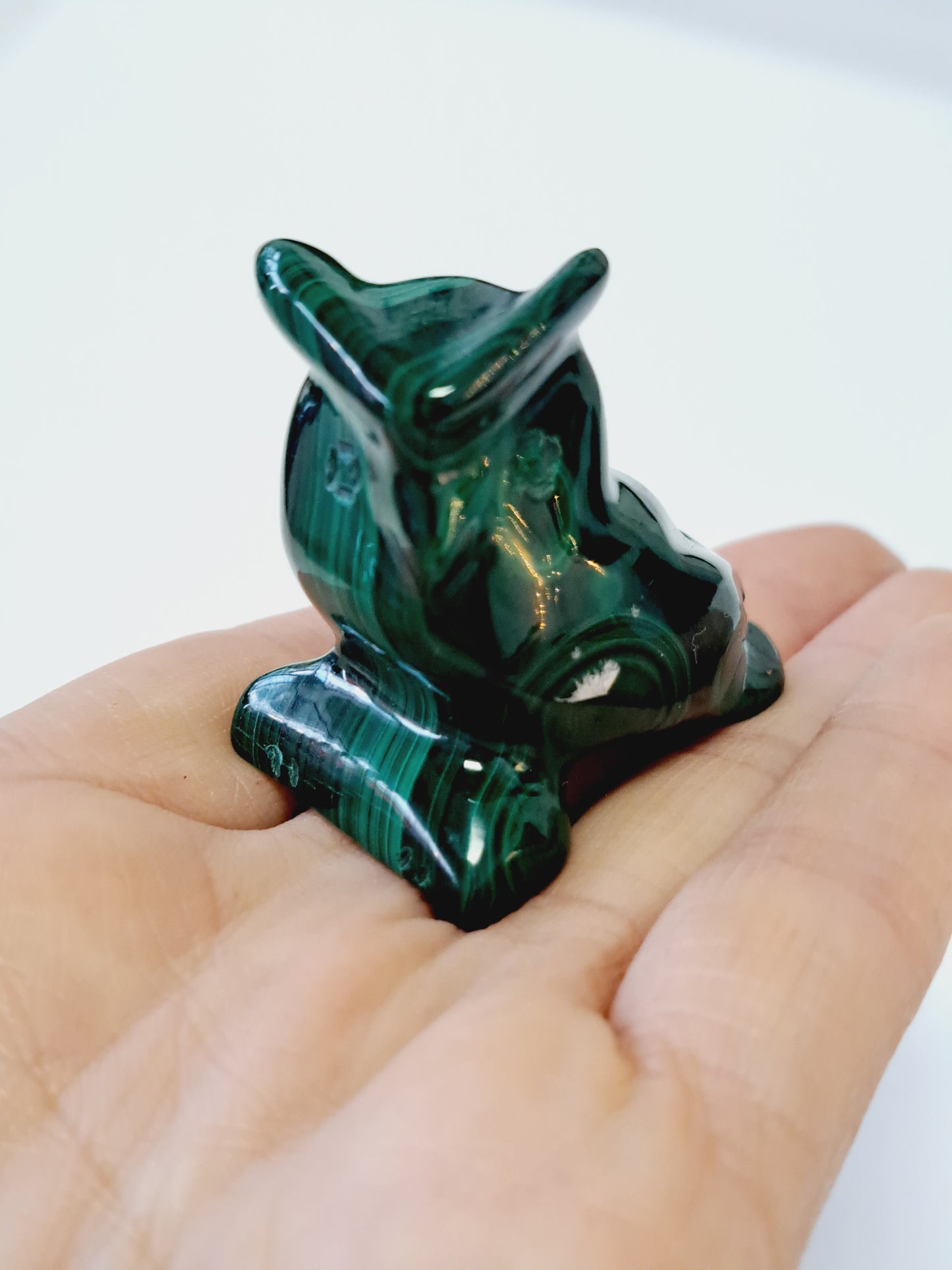 Malachite owl
