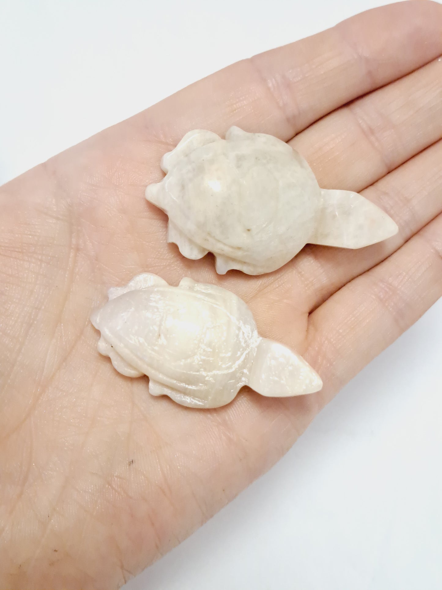 White moonstone turtle