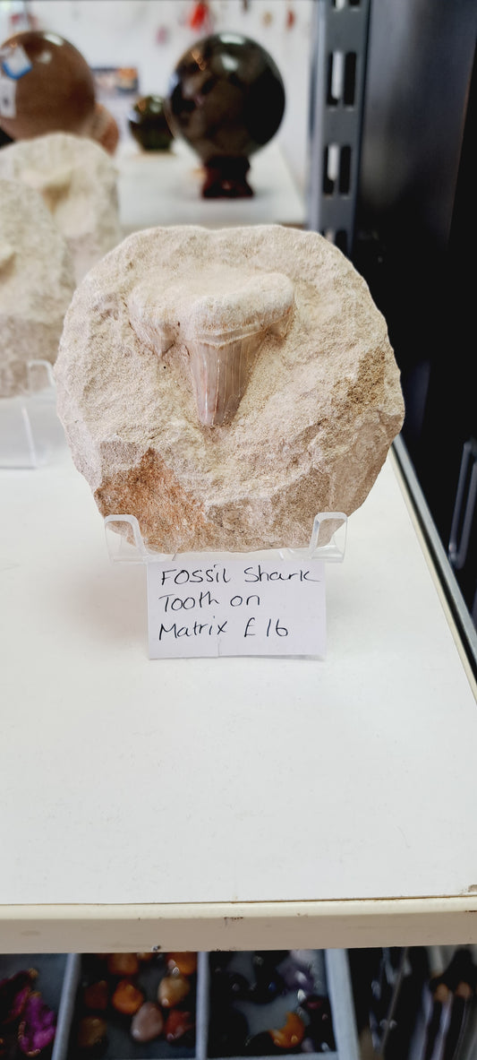 Fossil shark tooth on matrix